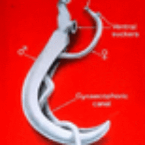 دانلود جزوه انگل شناسی (منابع علوم پایه)