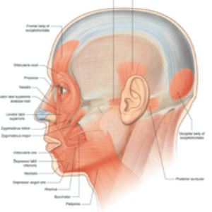 دانلود جزوه آناتومی سر و گردن (منابع علوم پایه)