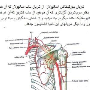 جزوه آناتومی اندام