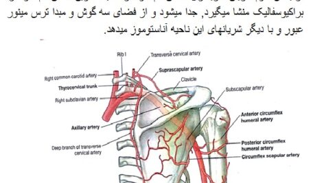 جزوه آناتومی اندام