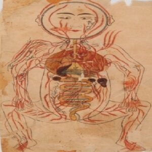 دانلود نسخه خطی بسیار نایاب تشریح منصوری از طبیب مشهور منصور بن محمد(تشریح بدن انسان با نقاشی های رنگی)