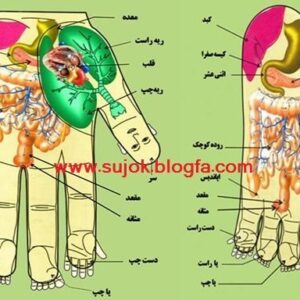 جزوه علایم شناسی بیماری و شخصیت شناسی از طریق کف دست – آموزش مصور علم سوجوک
