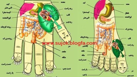 جزوه علایم شناسی بیماری و شخصیت شناسی از طریق کف دست – آموزش مصور علم سوجوک