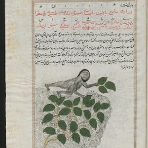 نسخه قدیمی درخواص درختان وگیاهان (دستنویس مصور)