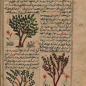 عجایب وغرایب (خواص درختان وگیاهان )
