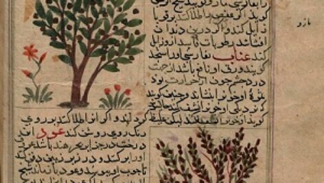 عجایب وغرایب (خواص درختان وگیاهان )