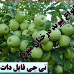 پیوند زدن درختان میوه را به صورت عملی یاد بگیرید + فیلم آموزشی