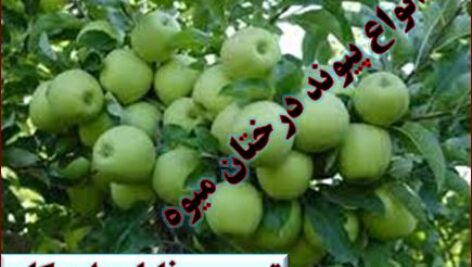 پیوند زدن درختان میوه را به صورت عملی یاد بگیرید + فیلم آموزشی
