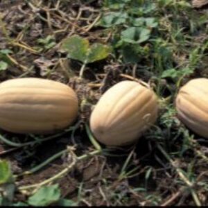جزوه بیماری های مهم گیاهان زینتی، سبزی، صیفی و جالیز دکتر مینا راستگو استاد دانشگاه ارومیه