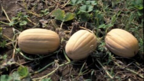 جزوه بیماری های مهم گیاهان زینتی، سبزی، صیفی و جالیز دکتر مینا راستگو استاد دانشگاه ارومیه