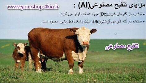تلقیح مصنوعی در گاو شیری ( پاورپوینت )