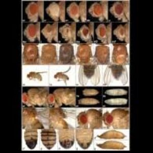 گزارش کار آزمایشگاه ژنتیک 2 (تهیه  کروماتوگرافی رنگدانه های چشم مگس سرکه و تعیین Rf )