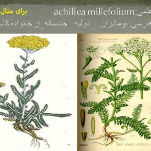 پاورپوینت معرفی علف های هرز با نام و تصویر