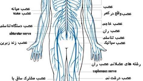 پاورپوینت کامل و جامع با عنوان دستگاه عصبی بدن در 148 اسلاید