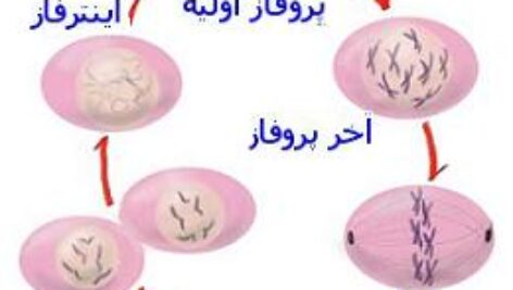 پاورپوینت کامل و جامع با عنوان مکانیزم های تقسیم سلولی در 42 اسلاید
