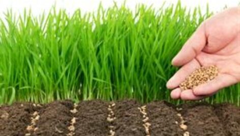 پاورپوینت کامل و جامع با عنوان انواع روش های تکثیر گیاهان در 49 اسلاید