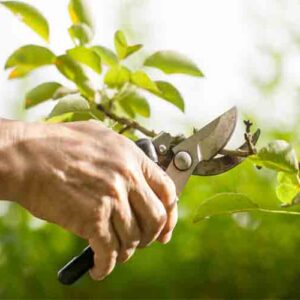 پاورپوینت کامل و جامع با عنوان روش های هرس و تربیت درختان و گیاهان در 49 اسلاید