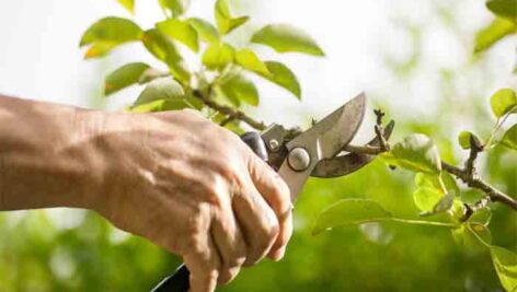 پاورپوینت کامل و جامع با عنوان روش های هرس و تربیت درختان و گیاهان در 49 اسلاید
