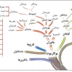 پاورپوینت کامل و جامع با عنوان طبقه بندی علمی جانوران در 200 اسلاید