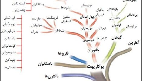 پاورپوینت کامل و جامع با عنوان طبقه بندی علمی جانوران در 200 اسلاید