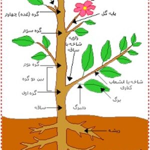 پاورپوینت کامل و جامع با عنوان مورفولوژی ریشه، ساقه و برگ در گیاهان در 58 اسلاید
