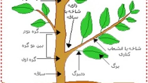 پاورپوینت کامل و جامع با عنوان مورفولوژی ریشه، ساقه و برگ در گیاهان در 58 اسلاید