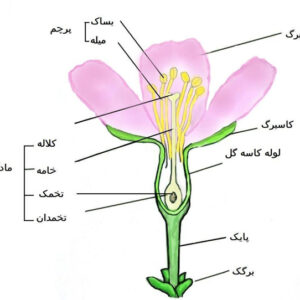پاورپوینت کامل و جامع با عنوان ساختمان گل، دانه و میوه در گیاهان در 56 اسلاید