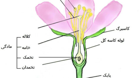 پاورپوینت کامل و جامع با عنوان ساختمان گل، دانه و میوه در گیاهان در 56 اسلاید
