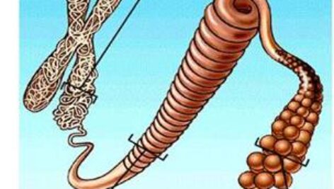 پاورپوینت کامل و جامع با عنوان ژنتیک مندلی در 30 اسلاید