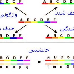 پاورپوینت کامل و جامع با عنوان انواع ناهنجاری های کروموزومی در 101 اسلاید