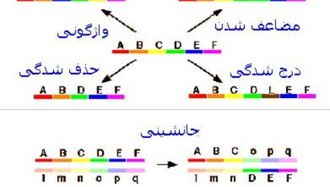 پاورپوینت کامل و جامع با عنوان انواع ناهنجاری های کروموزومی در 101 اسلاید