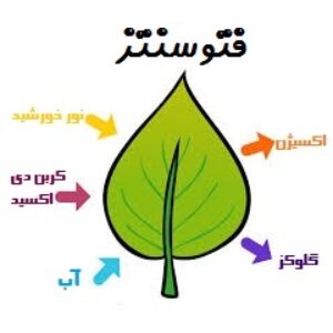 پاورپوینت کامل و جامع با عنوان فرآیند فتوسنتز در گیاهان در 32 اسلاید