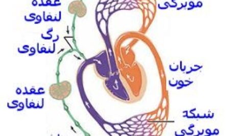 پاورپوینت کامل و جامع با عنوان سیستم لنفاوی در 23 اسلاید
