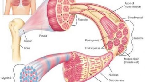پاورپوینت کامل و جامع با عنوان ساختار و عملکرد ماهیچه اسکلتی در 40 اسلاید