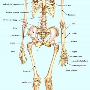 پاورپوینت کامل و جامع با عنوان اسکلت و استخوان بندی بدن انسان در 44 اسلاید