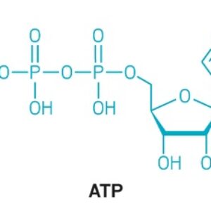 پاورپوینت کامل و جامع با عنوان بررسی آدنوزین تری فسفات یا ATP در 14 اسلاید