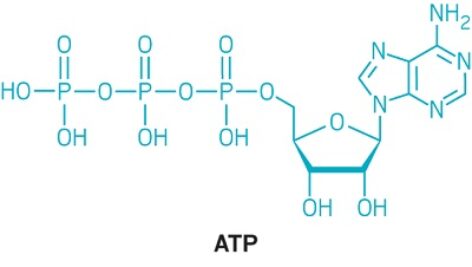 پاورپوینت کامل و جامع با عنوان بررسی آدنوزین تری فسفات یا ATP در 14 اسلاید