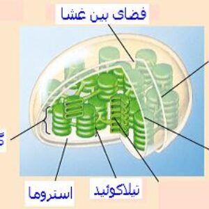 پاورپوینت کامل و جامع با عنوان بررسی کلروپلاست در سلول در 21 اسلاید