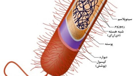 پاورپوینت کامل و جامع با عنوان بررسی پروکاریوت ها و یوکاریوت ها در 17 اسلاید