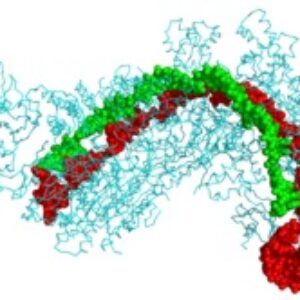 پاورپوینت کامل و جامع با عنوان بررسی کریسپر یا CRISPR در 29 اسلاید