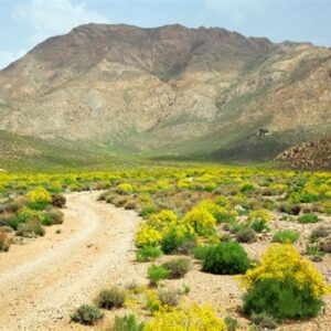 پاورپوینت کامل و جامع با عنوان بررسی شهر صفاشهر در 17 اسلاید