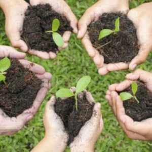 دانلود پاورپوینت نقش و اهمیت درختکاری