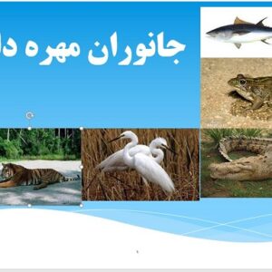 پاورپوینت مهره داران سوم ابتدایی