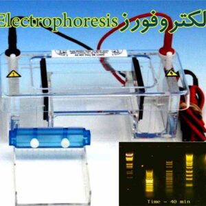 پاورپوینت با موضوع الکتروفورز Electrophoresis