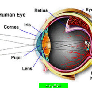 دانلود پاورپوینت ساختمان چشم انسان (آناتومی)