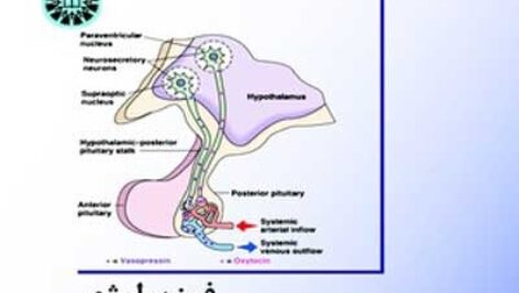 دانلود جزوه آناتومی وفیزیولوژی غدد درون ریز+ نمونه سوال (پاورپوینت )