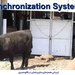 دانلود مقاله ارزیابی همزمان سازی فحلی  Synchronizing در گاو شیری تاثیر آن برمیزان آبستنی  (پاورپوینت )