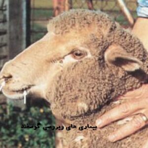 دانلود بیماری های ویروسی دام - بیماری های گوسفند به صورت فایل پاورپوینت