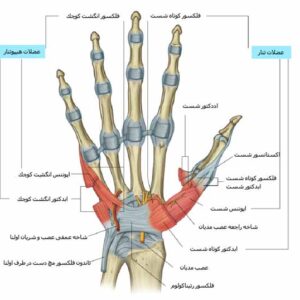 دانلود جزوه آناتومی دست انسان - مقاله به صورت پاورپوینت pptx