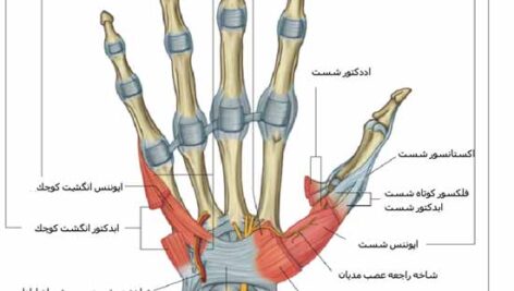 دانلود جزوه آناتومی دست انسان – مقاله به صورت پاورپوینت pptx